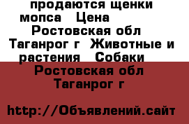 продаются щенки мопса › Цена ­ 15 000 - Ростовская обл., Таганрог г. Животные и растения » Собаки   . Ростовская обл.,Таганрог г.